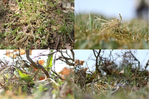 Mat för betande kor, bilder på marken från Skälebacken, Bokenäs. Mat för betande kor, bilder på marken från Skälebacken, Bokenäs.