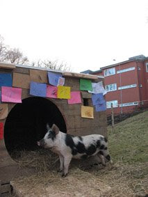 En av de tre Linderödsgrisar som har bökat upp gräsmattan i Högsbo.