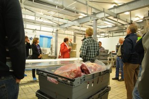 Gröna gårdars uppfödare på vårt stycker. Kuröd, Uddevalla.