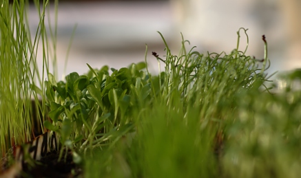 En liten vallodling i kruka för uppvisning under matmässan i Göteborg '09. En liten vallodling i kruka för uppvisning under matmässan i Göteborg '09.
