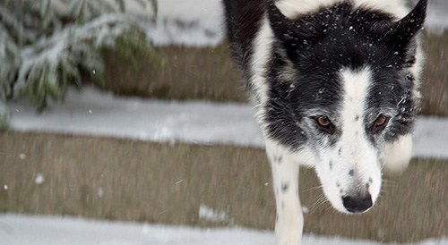 Rapp, Johan Stegards vallhund