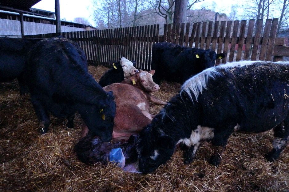 Felicia kalving 29 mars 2013